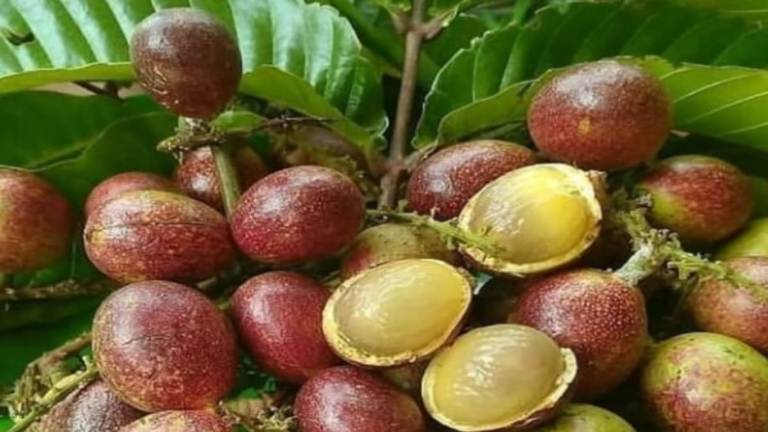 ILUSTRASI. Buah Mentoa atau matoa yang kaya nutrisi memiliki khasiat bagi kesehatan.