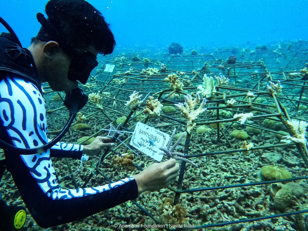 Seorang petugas dari Anambas Foundation sedang melakukan proses adopsi terumbu karang. Hal ini dilakukan sebagai langkah meningkatkan ekosistem alam di Kabupaten Anambas.