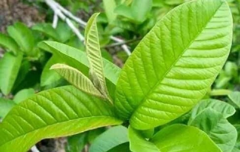 ILUSTRASI. Daun jambu biji yang mengandung tanin, dan antioksidan, mampu meredakan pendarahan luka ringan.