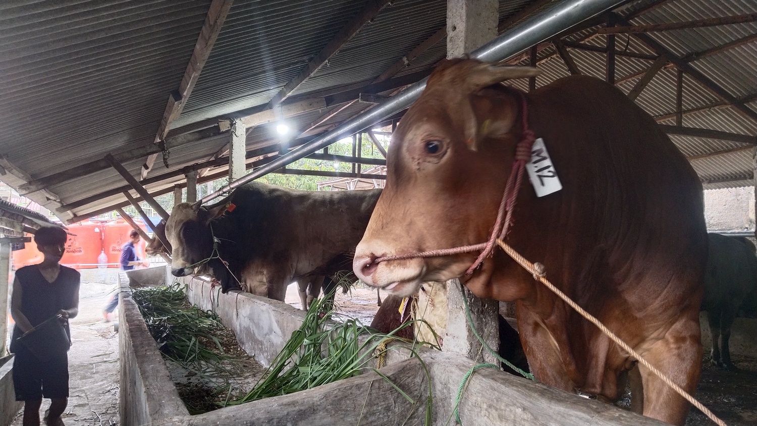 Hewan kurban di Batam. DKPP Kota Batam memastikan bahwa kebutuhan hewan kurban untuk Iduladha 1446 Hijriah diperkirakan mencapai 10 ribu ekor.