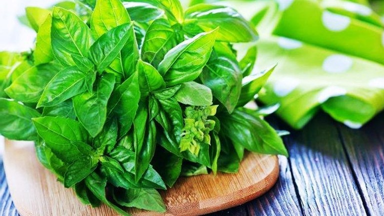 ILUSTRASI. daun kemangi dipercaya mampu mengurangi produksi asam lambung.