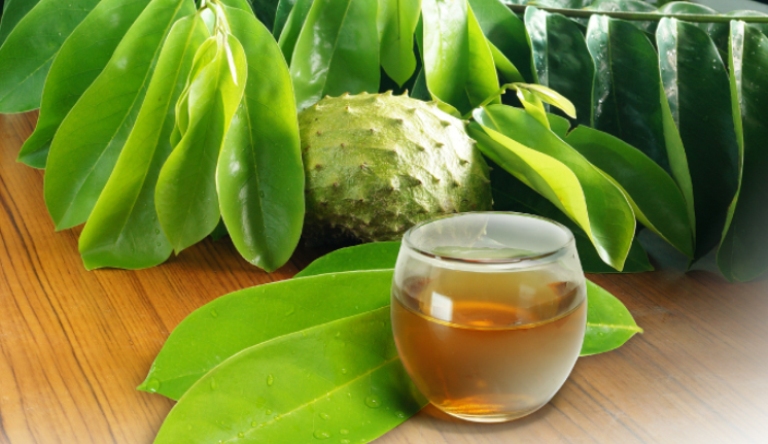 ILUSTRASI. Teh daun sirsak dipercaya sebagai obat herbal yang memiliki segudang khasiat.