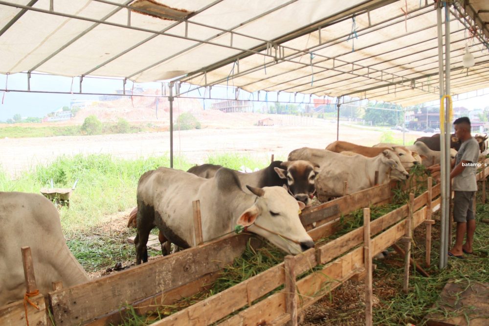 Para penjual hewan kurban mulai menawarkan hewan kurban baik sapi maupun kambing. Terlihat penjual hewan kurban yang berada di tepi jalan Abulyatama Batam Kota, Senin (5/5).