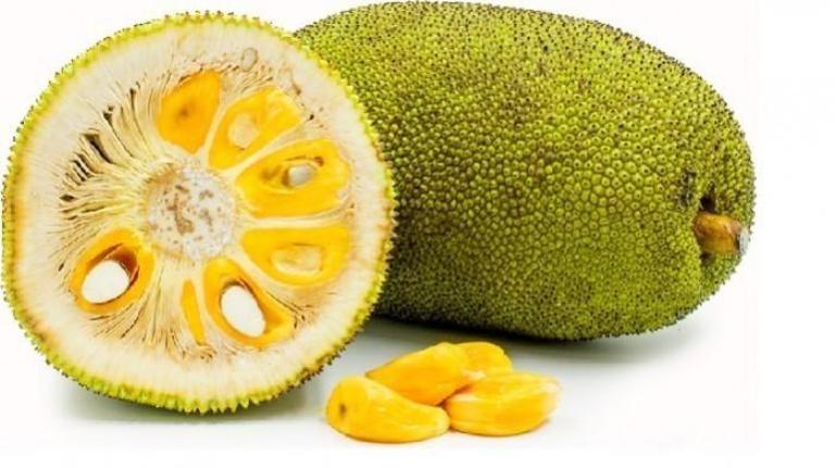 ILUSTRASI. Buah nangka yang kaya vitamin, dan serat sangat bermanfaat bagi tubuh.