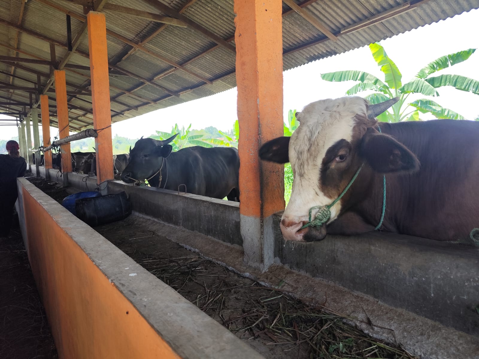 Sapi untuk kebutuhan kurban mulai berangsur masuk ke kandang peternak di Tanjungpinang, Kamis (8/5).