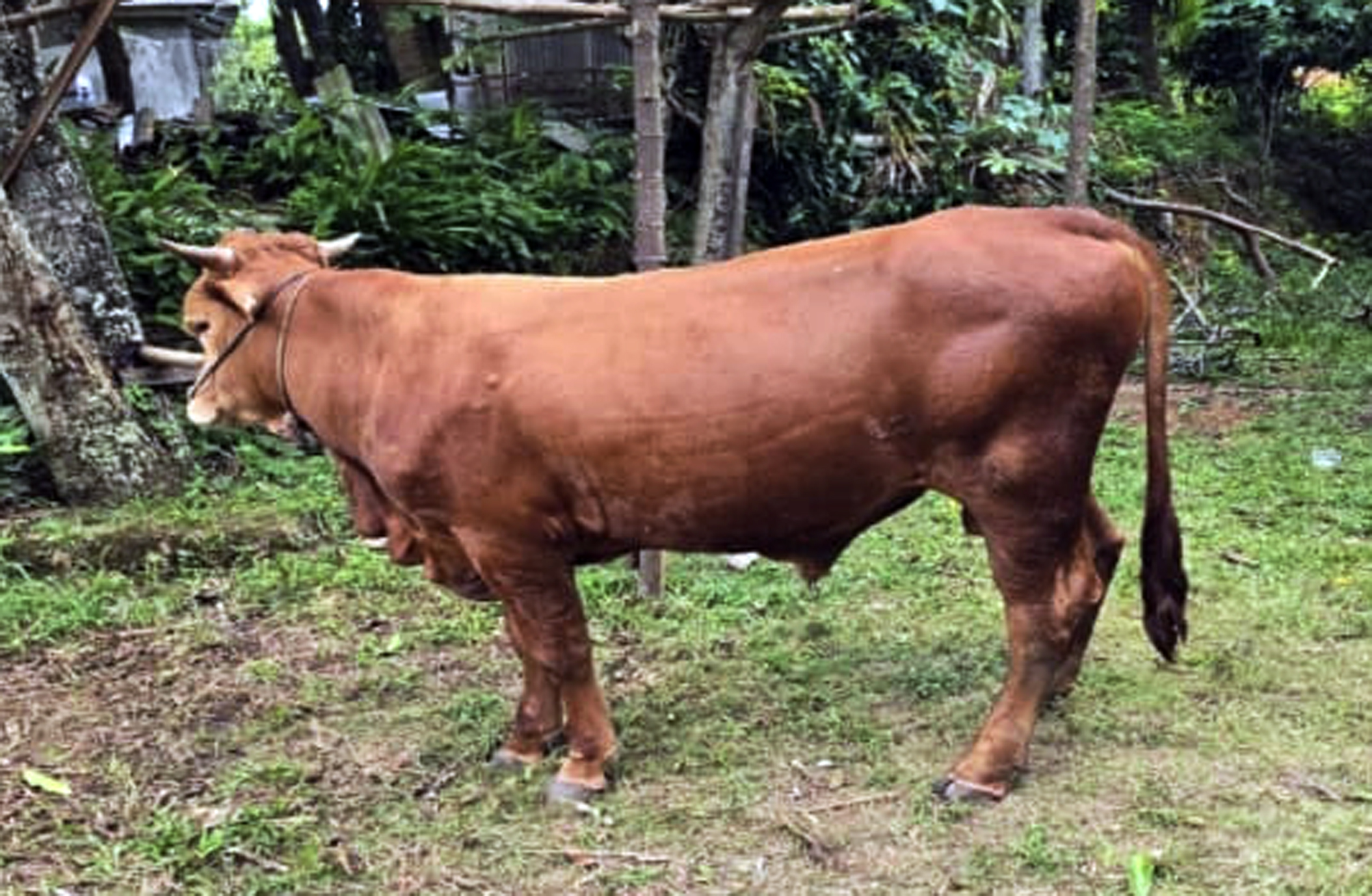 Contoh sapi seberat 500 kg yang ada milik peternak lokal .