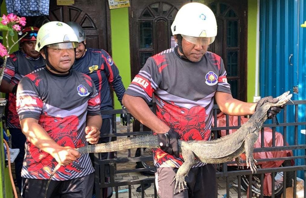 Pemadam menangkap biawak yang berkeliaran di kolam ikan milik warga di Perumahan Lobam Mas Asri, Desa Teluk Sasah, Kecamatan Seri Kuala Lobam pada Kamis (8/5/2025).