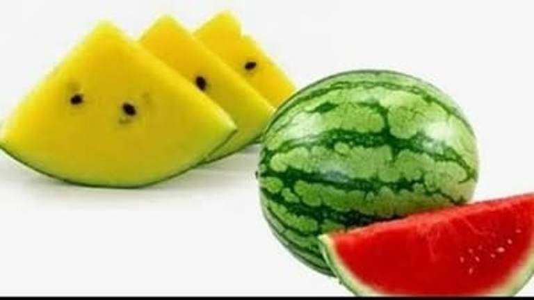 ILUSTRASI. Semangka Kuning dan Semangka Merah.