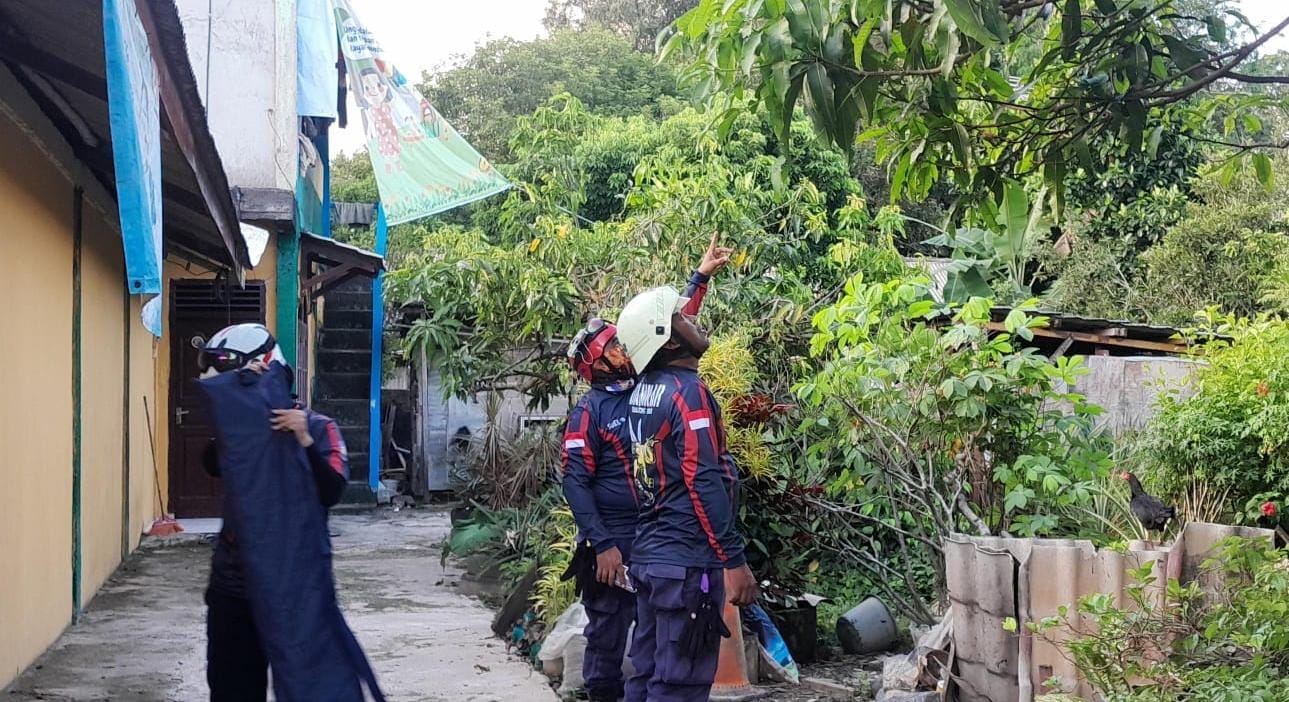 Pemadam menangkap ular Cincin Emas yang melingkar di pohon Mangga di Perumahan Alamanda, Tanjunguban, Kecamatan Bintan Utara pada Minggu (11/5/2025).