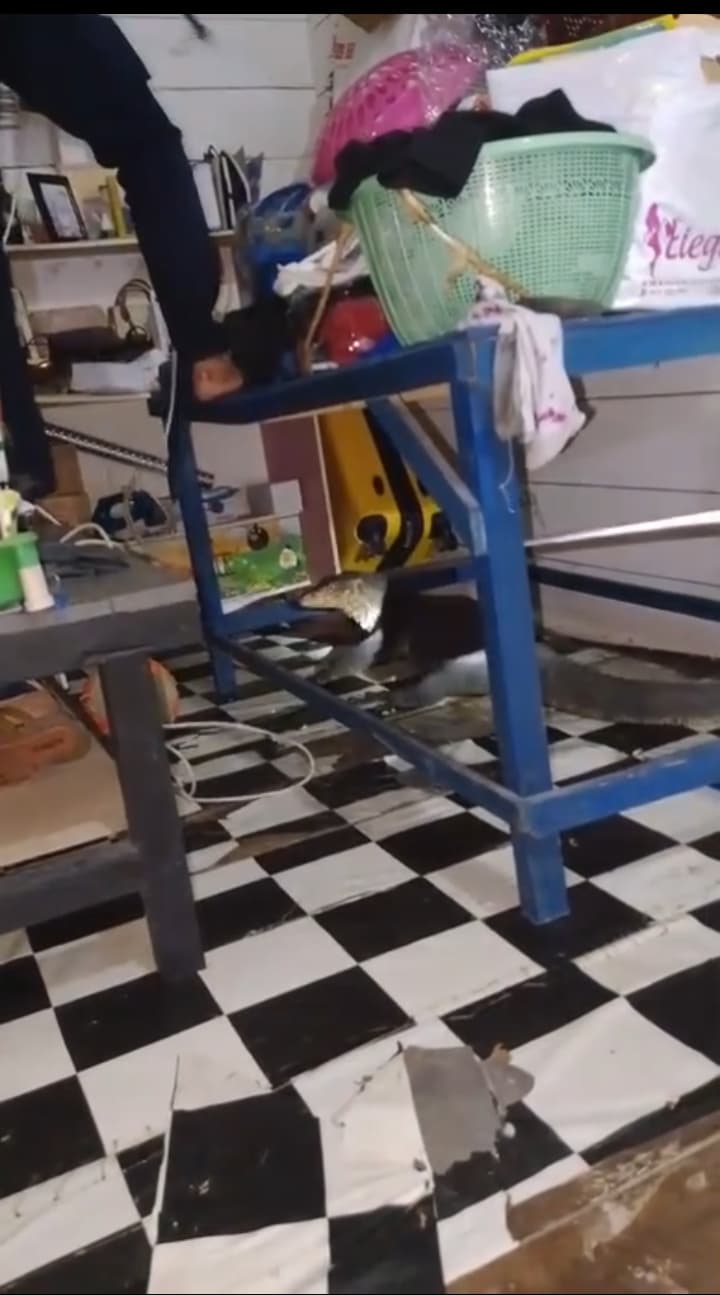 Petugas Pemadam Kebakaran Daik Lingga bersama pemilik rumah saat mengevakuasi Biawak besar yang masuk Rumah, Minggu (18/5).