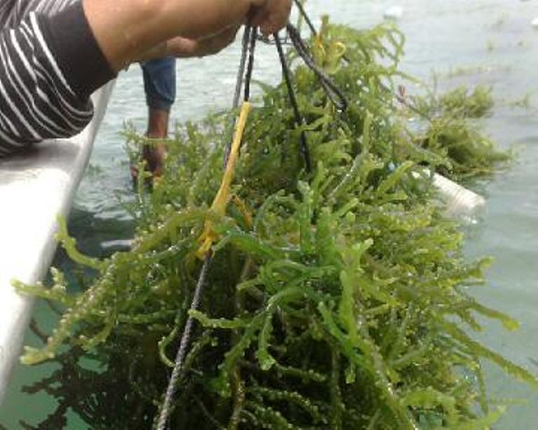 ILUSTRASI. Petani anggur laut