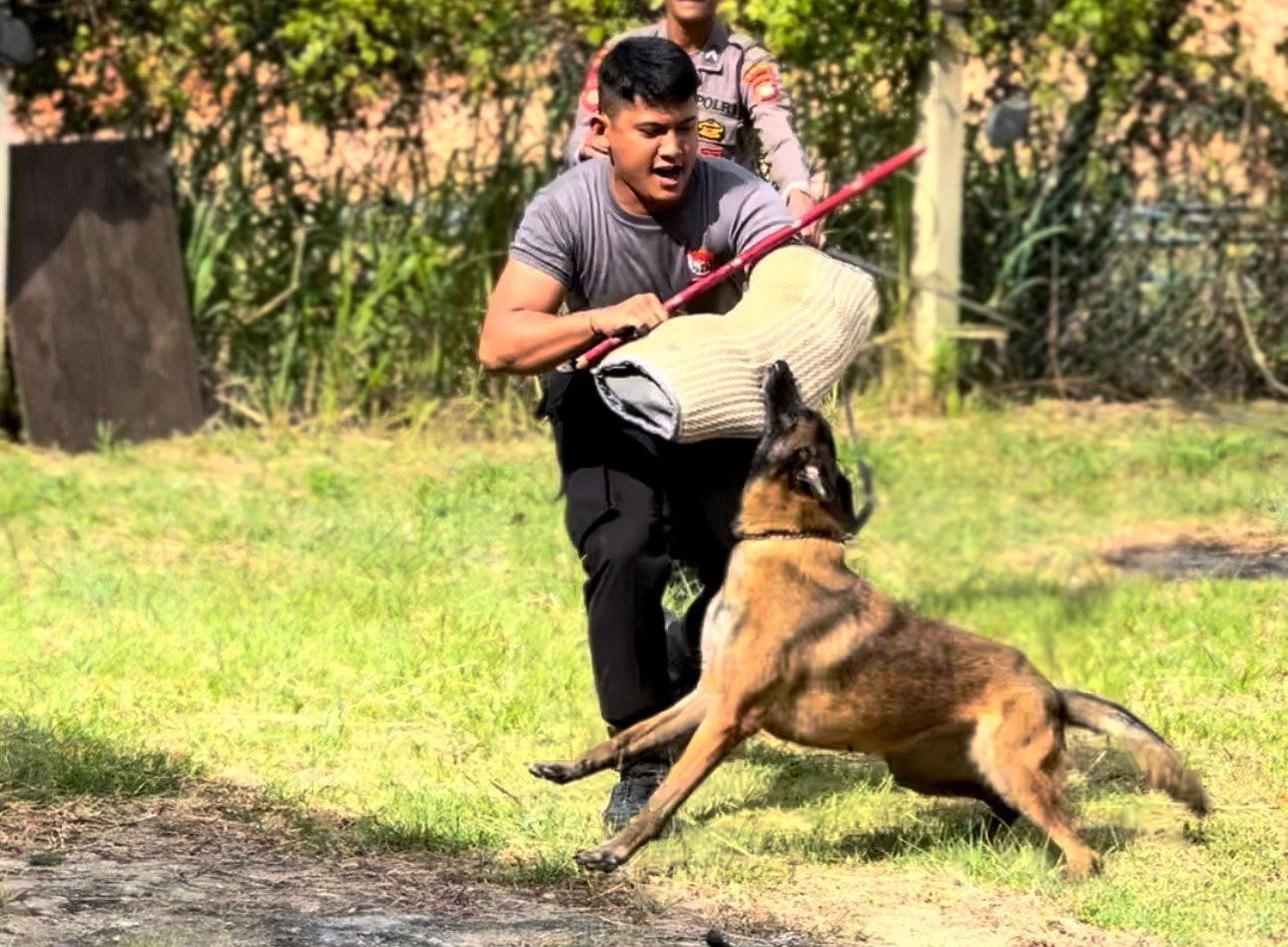 Pawang melatih anjing K9