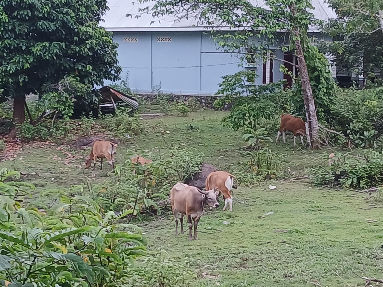 Terpantau sejumlah sapi milik peternak di Siantan sedang memakan rumputan. Tahun ini jumlah permintaan hewan kurban diprediksi menurun.