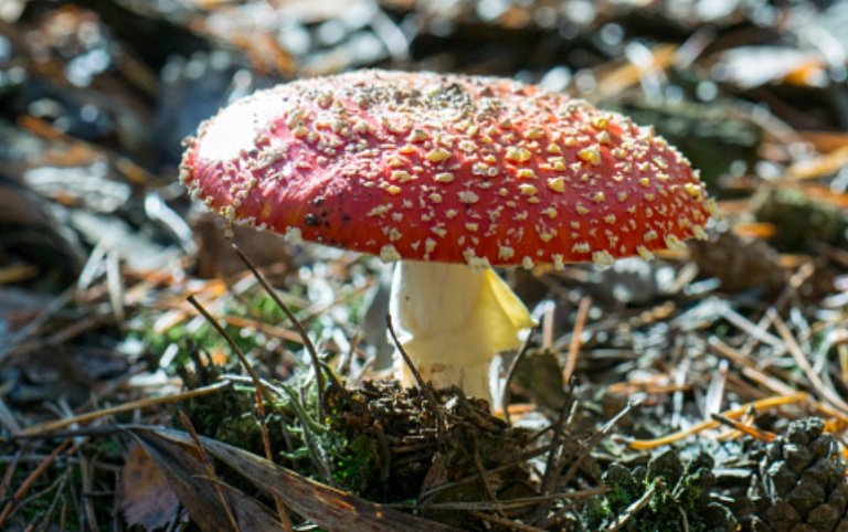 ILUSTRASI. Jamur Amanita Muscaria, bentuk dan nama yang cantik, tapi beracun.