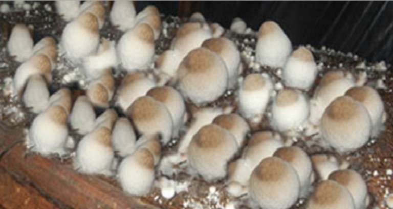 ILUSTRASI. Jamur Merang yang paling populer di Indoensia.