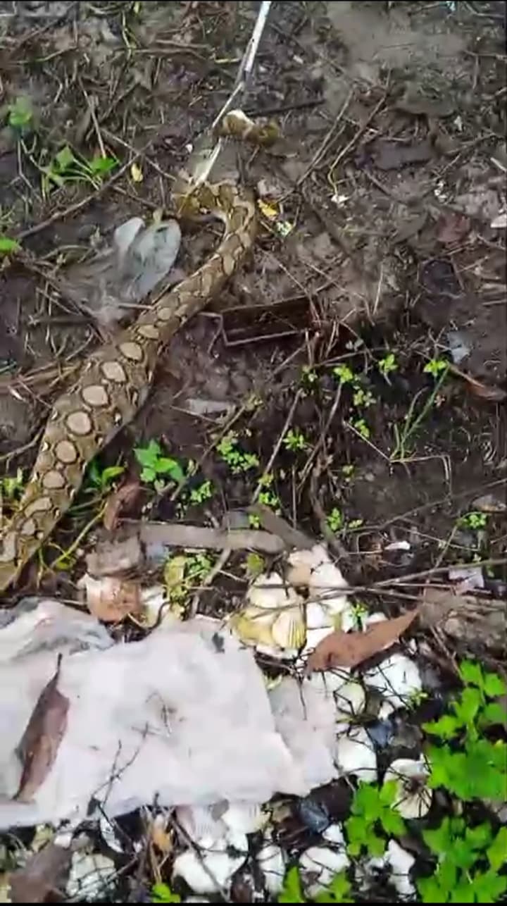 Ular piton yang berhasil dievakuasi tim damkar usai memangsa ayam warga.
