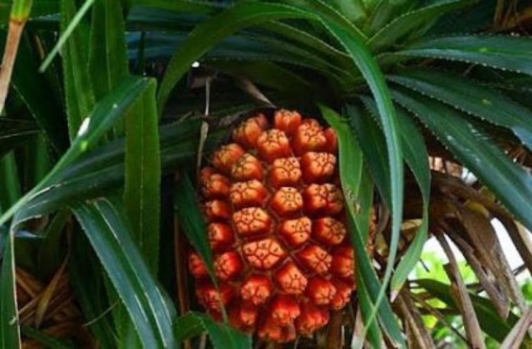 ILUSTRASI. Buah pandan laut mengandung nutrisi yang bermanfaat bagi tubuh.
