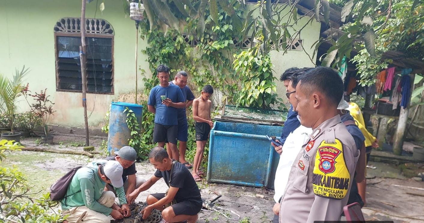 Petugas mengevakuasi buaya peliharaan di Kampung Selat Bintan RT 007 / RW 002, Desa Pengujan, Kecamatan Teluk Bintan pada Rabu (28/5/2025) sekitar pukul 13.00 WIB.