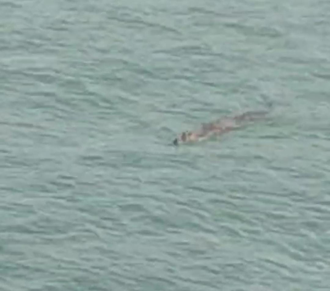 Seekor buaya terlihat di Perairan dekat Pelabuhan SBP Tanjungpinang, Rabu (4/6).
