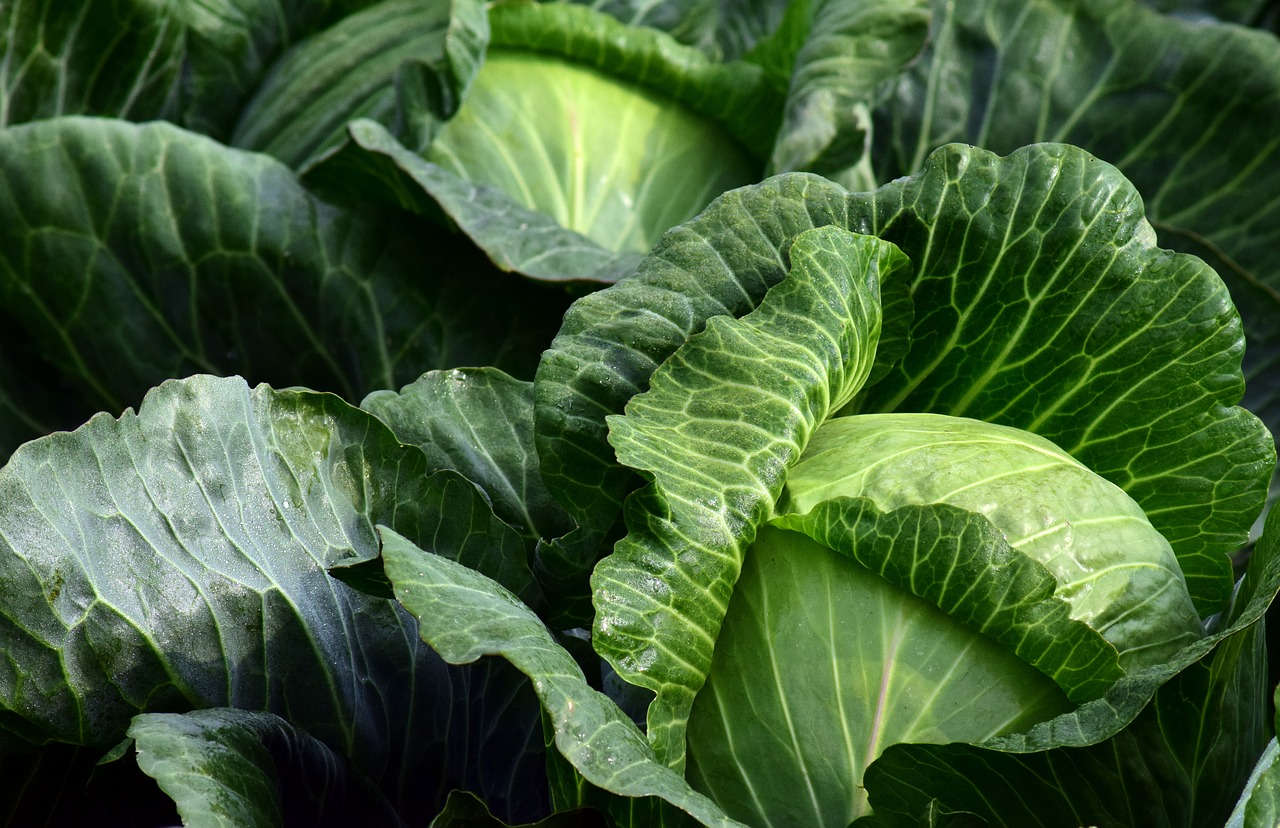 TANAMAN sayur kol.