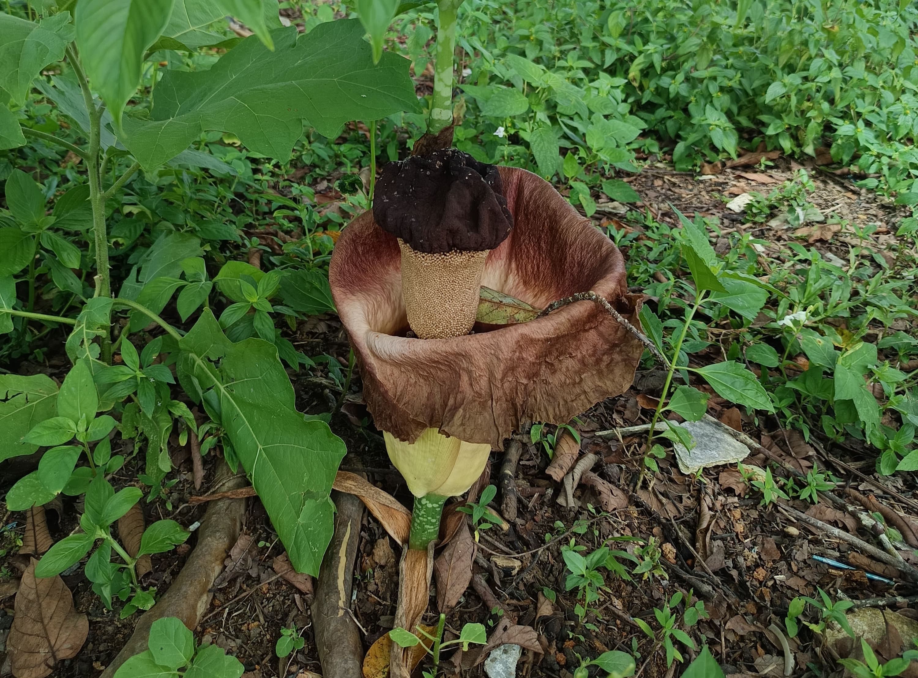 Bunga bangkai tumbuh di kebun warga di Toapaya Selatan, Bintan.