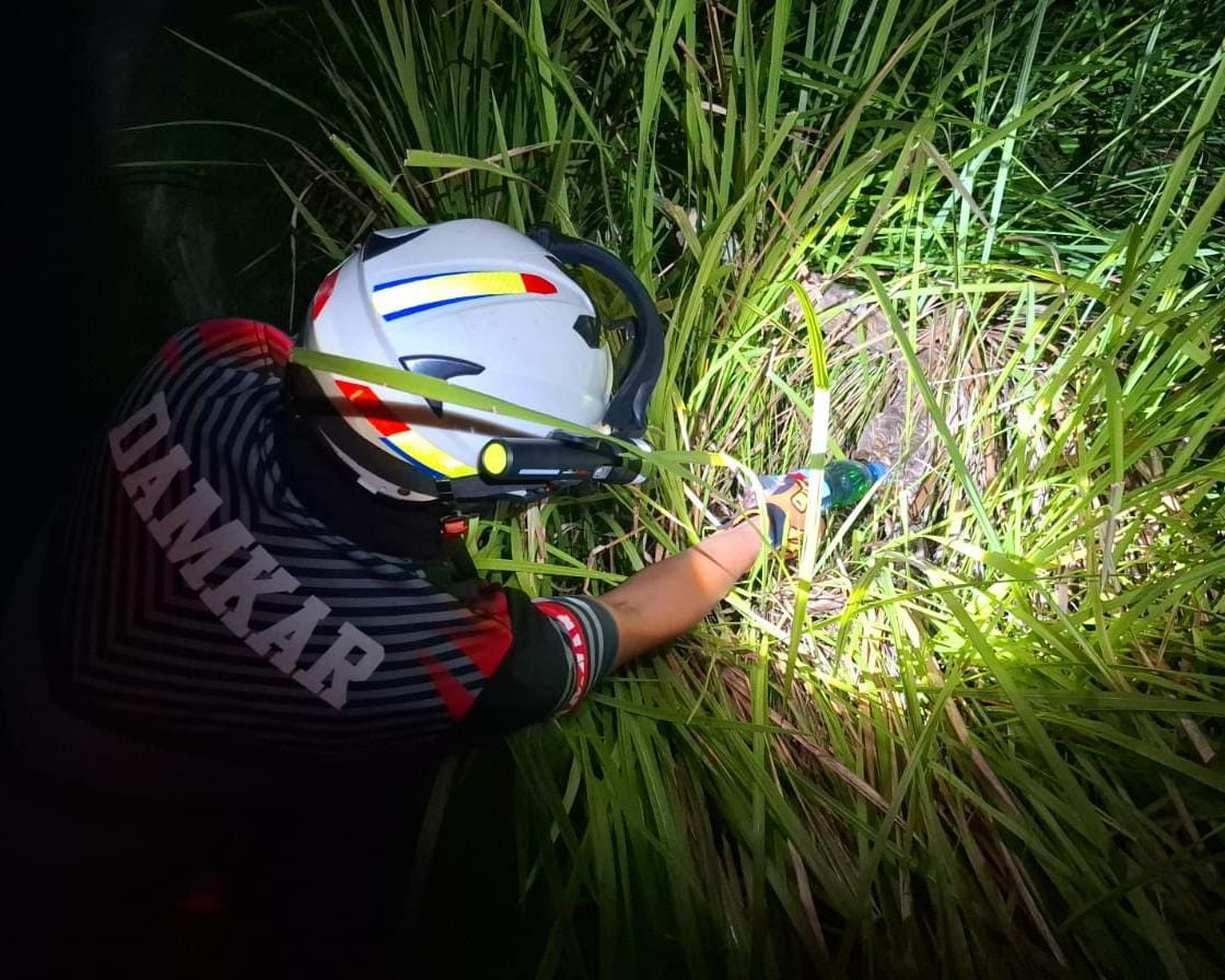 Petugas Damkar memusnahkan sarang tawon vespa di semak-semak pinggir jalan di Kampung Harapan, Desa Teluk Sasah pada Kamis (12/6/2025) malam.