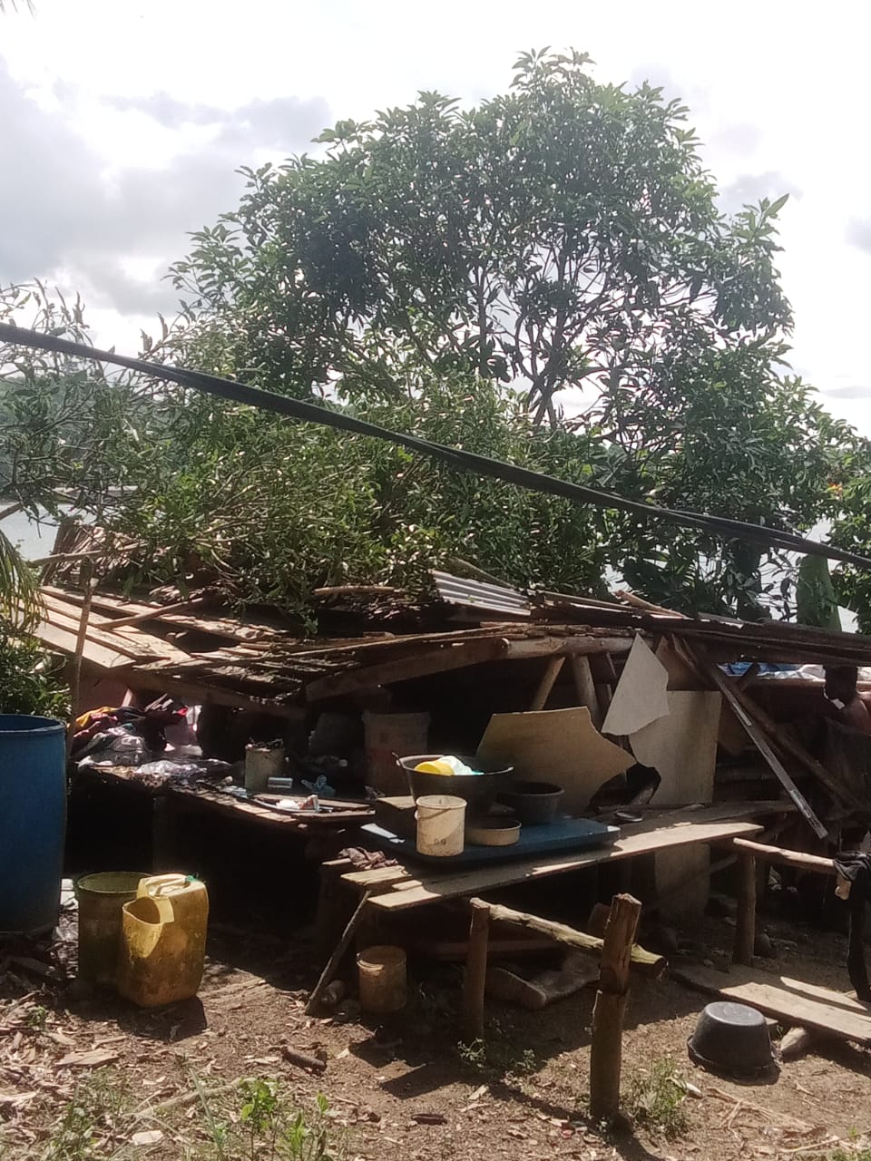 Kondisi Rumah yang tertimpa pohon Mangga di Pulau Lipan, Kabupaten Lingga, Minggu (15/6).