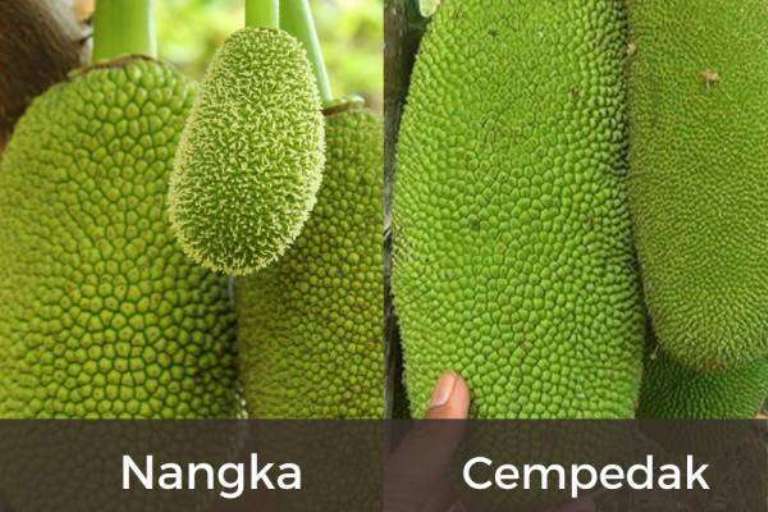 ILUSTRASI. Perbedaan buah cempedak dan nangka. (foto.versusbeda.com)