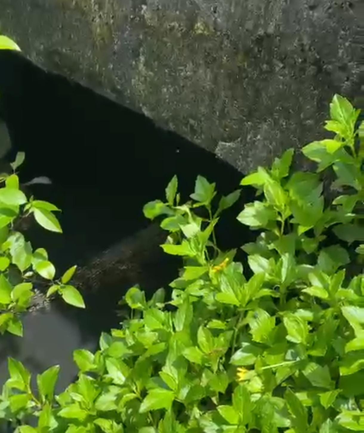 Seekor buaya ditemukan oleh warga saat berada di bawah pelantar Gang Pulau Pandan Tanjungpinang, Selasa (24/6).