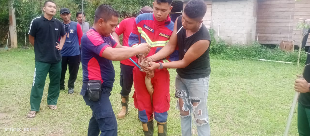 Petugas Damkar Daik saat melakukan evakuasi terhadap ular King Kobra Sepanjang 3,8 Meter, Kamis (26/6).