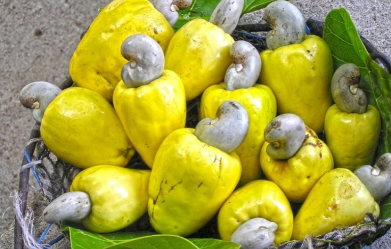 ILUSTRASI. Jambu mete alias jambu monyet.