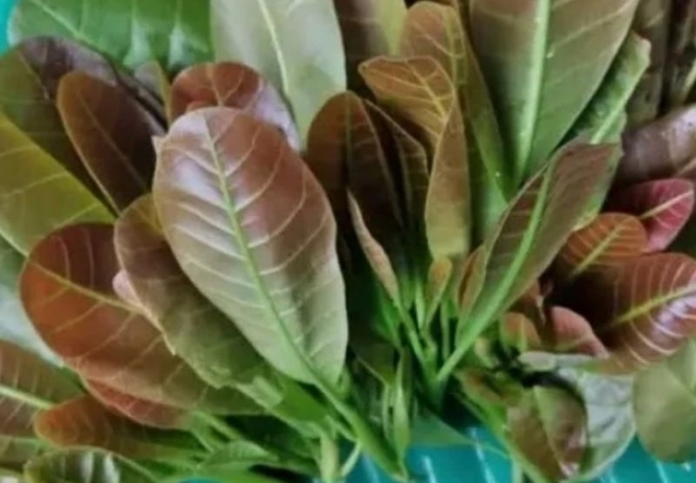 ILUSTRASI. Selain lalapan, daun jambu monyet bisa juga dimanfaatkan sebagai penutup luka gores.