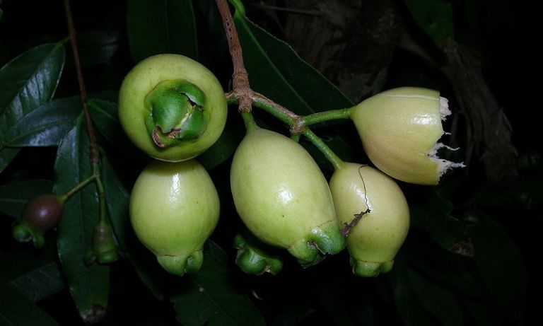 ILUSTRASI. Jambu Mawar memiliki keunikan dan aroma khas bunga mawar mulai jarang ditemui di pasaran.