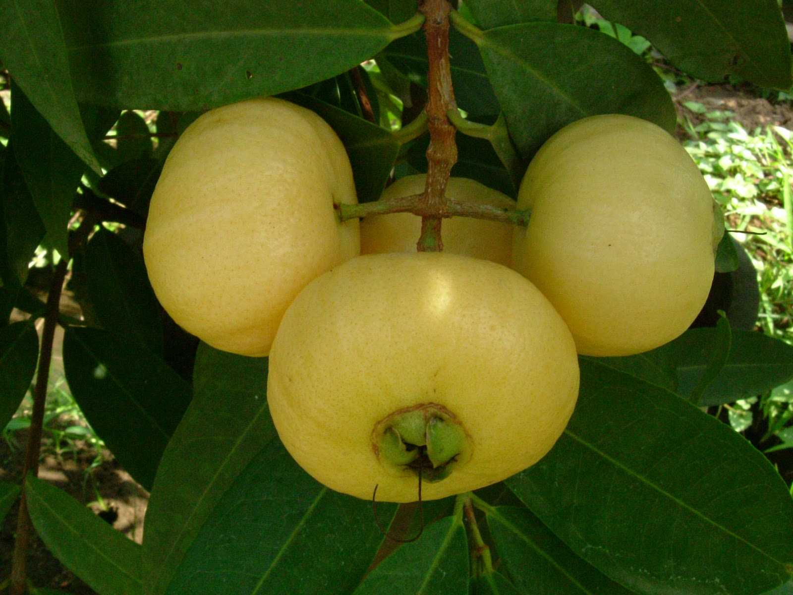 ILUSTRASI. Jambu mawar matang yang kaya nutrisi untuk kesehatan.