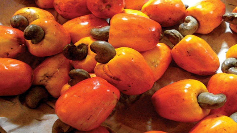 ILUSTRASI. Buah jambu monyet