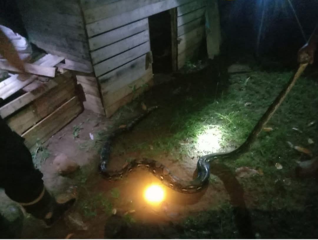 Proses evakuasi Ular sepanjang 3 meter oleh Damkar Daik Lingga yang bersarang di kadang ayam milik warga, Jumat (4/7).