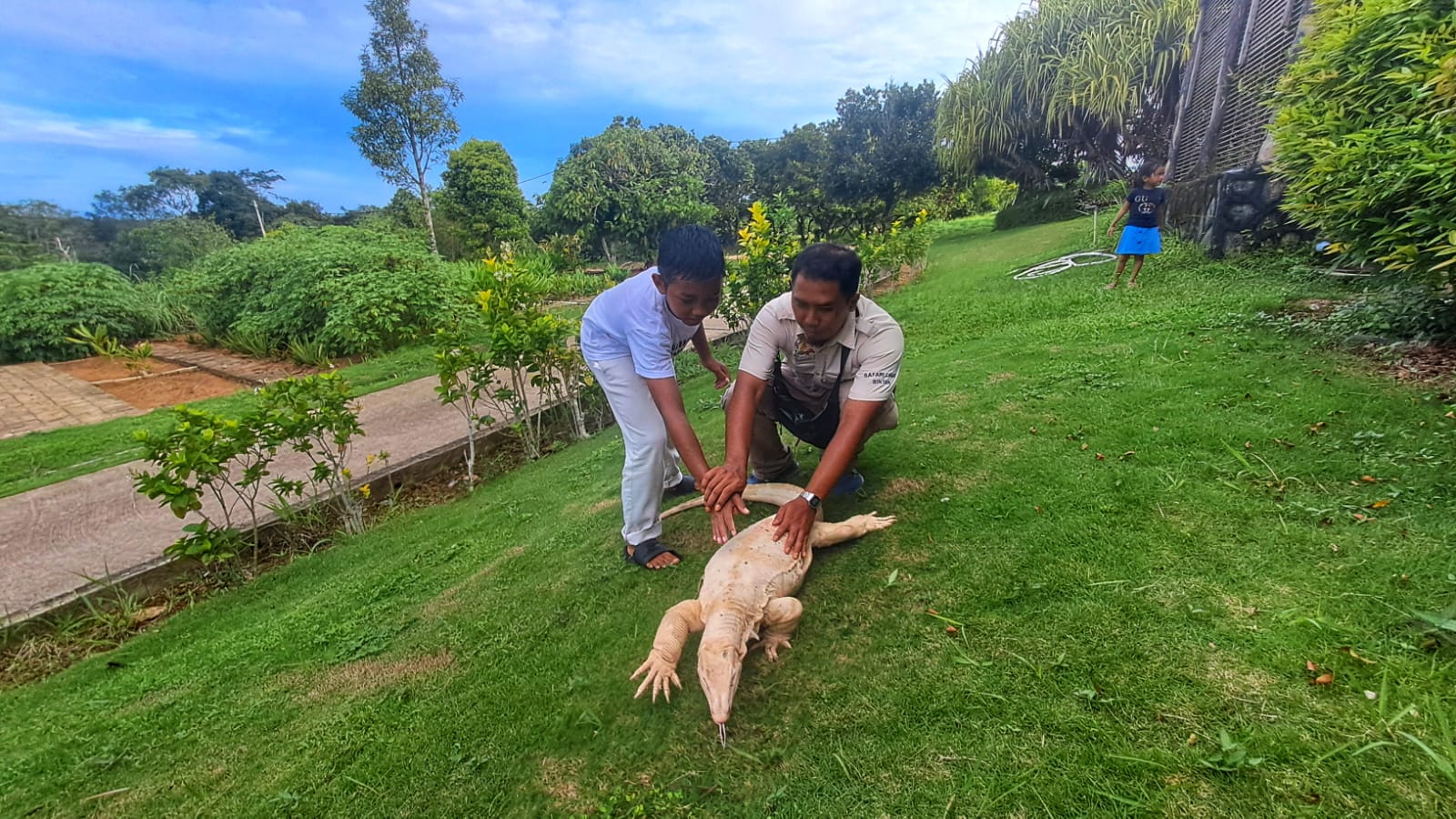 Seorang wisatawan mencoba memegang Biawak Albino di Safari Lagoi, Bintan.
