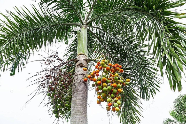 ILUSTRASI. Buah pinang menyimpan banyak nilai.