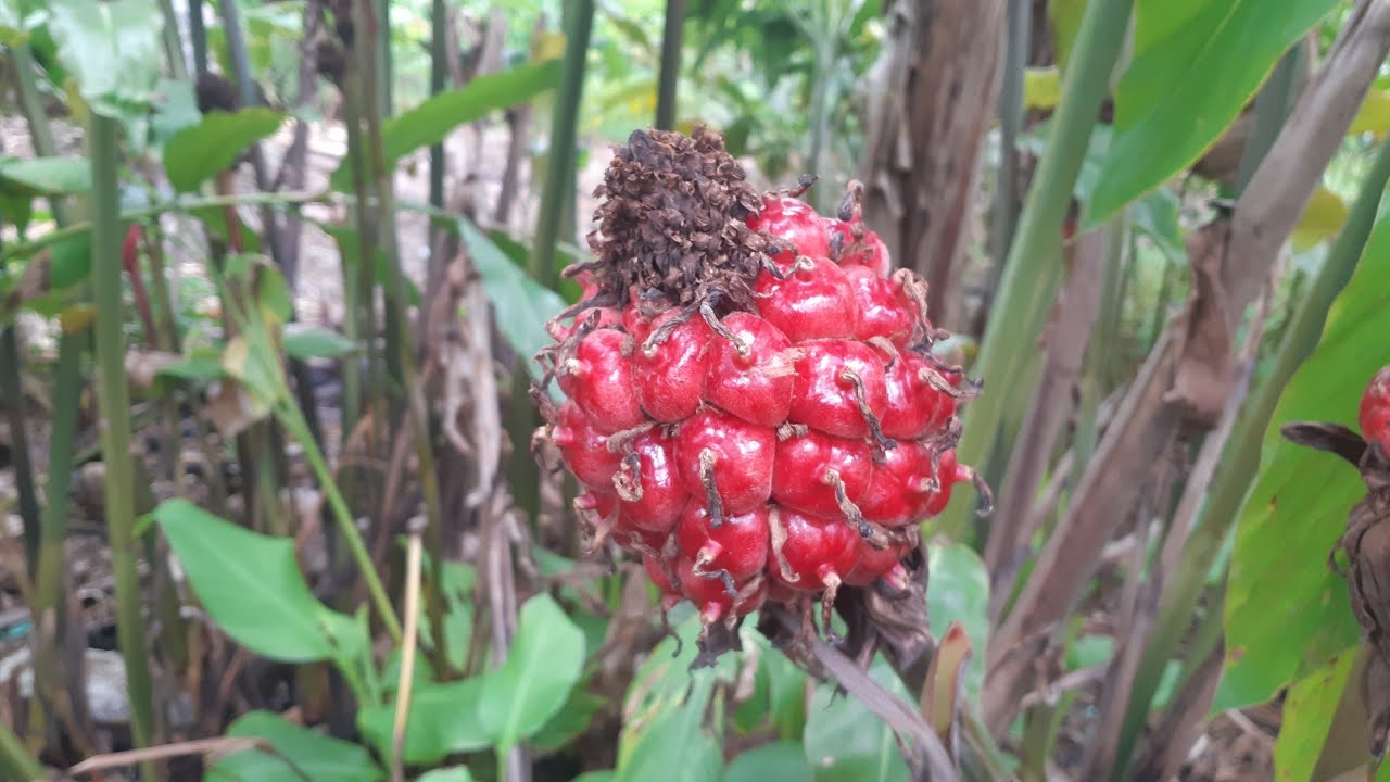 ILUSTRASI asam cekala atai buah dari tanaman kecombrang.