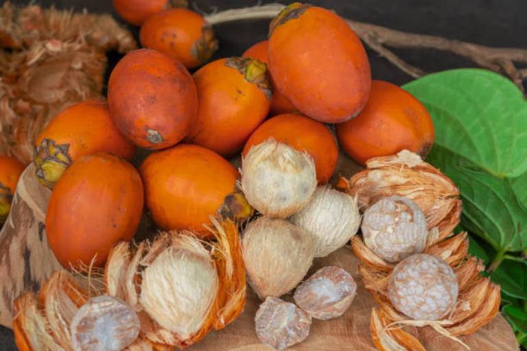 ILUSTRASI. Buah Pinang.