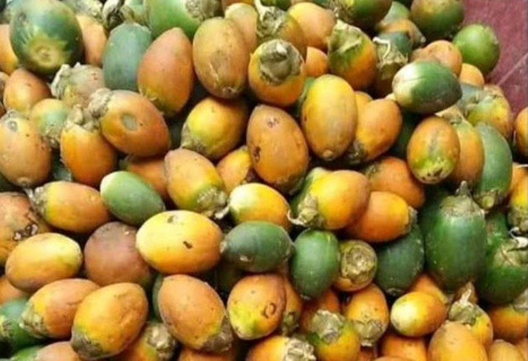 ILUSTRASI. Buah pinang muda dan pinang tua, sama-sama bermanfaat bagi kesehatan.