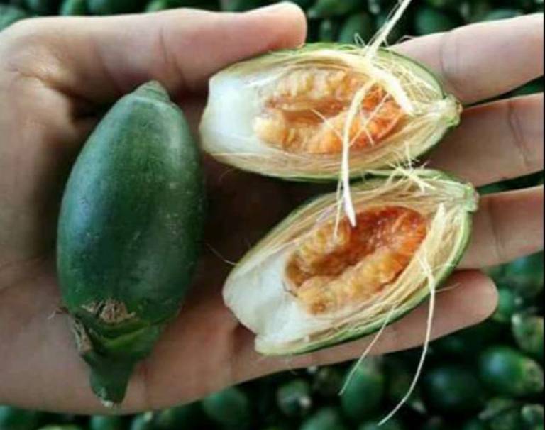 ILUSTRASI. Pinang muda memiliki potensi besar sebagai ramuan alami penunjang vitalitas pria.