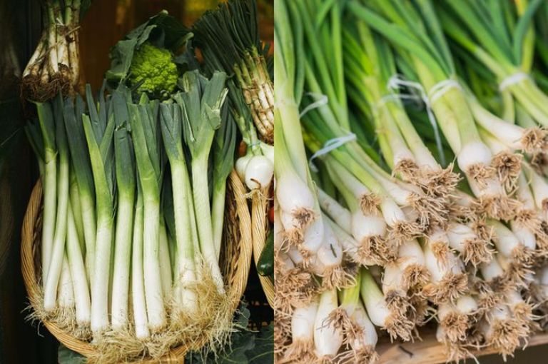 ILUSTRASI. Daun bawang dan daun bawang prei sama, mirip namun tidak sama.