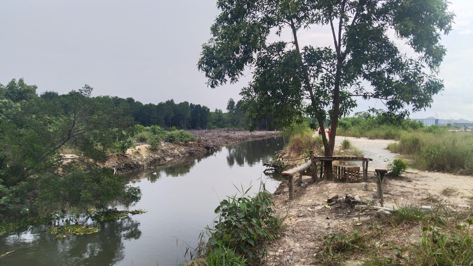 Reklamasi hutan bakau di Marina.