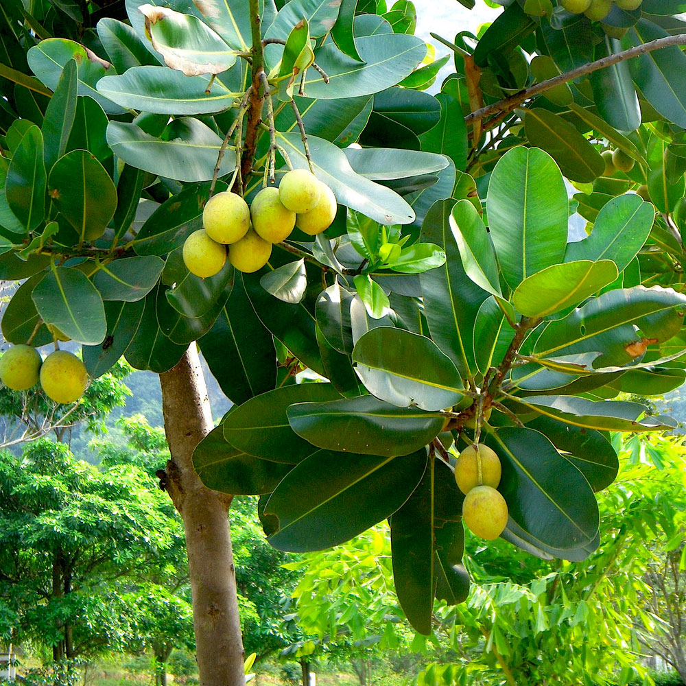 ILUSTRASI pohon tamanu.
