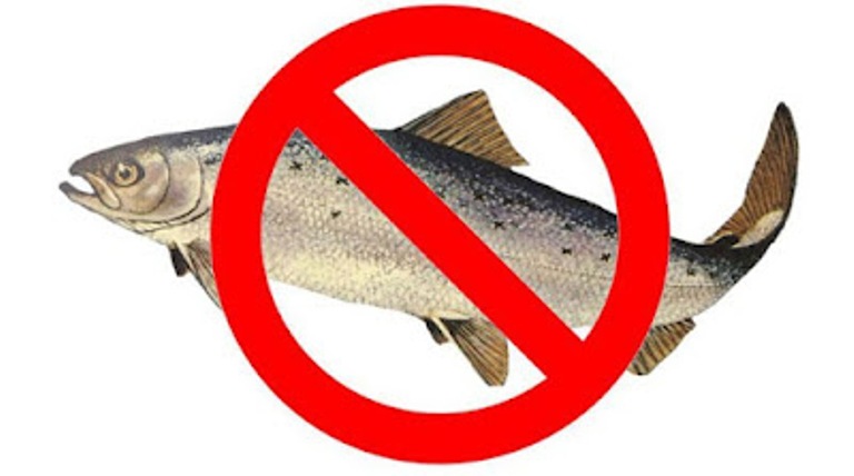 ILUSTRASI. Alergi ikan.