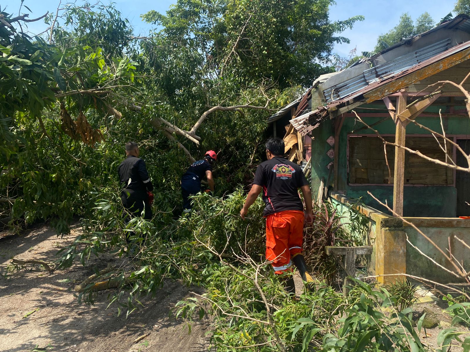Petugas BPBD ketika melakukan evakuasi pohon yang tumbang menimpa rumah warga di pantai pelawan desa Pangke Barat, Senin (21/7).