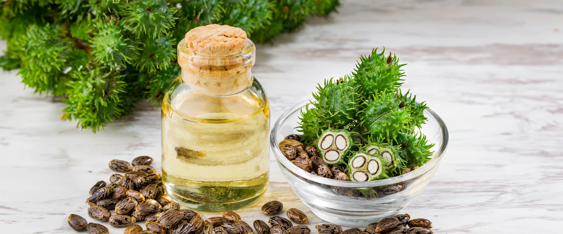 ILUSTRASI castor oil atau minyak jarak.