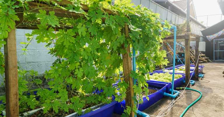 ILUSTRASI. Menanam pohon anggur di perkarangan rumah.