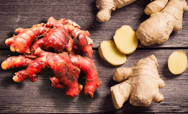 ILUSTRASI. Jahe merah dan jahe putih memiliki keunggulan tersendiri.